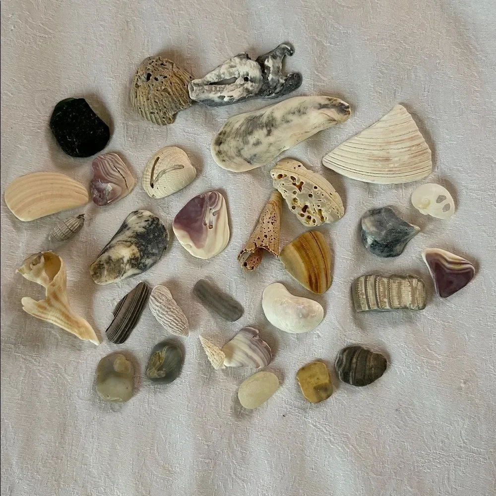 Bundle of Small Sea Shells From Bahamas and Florida